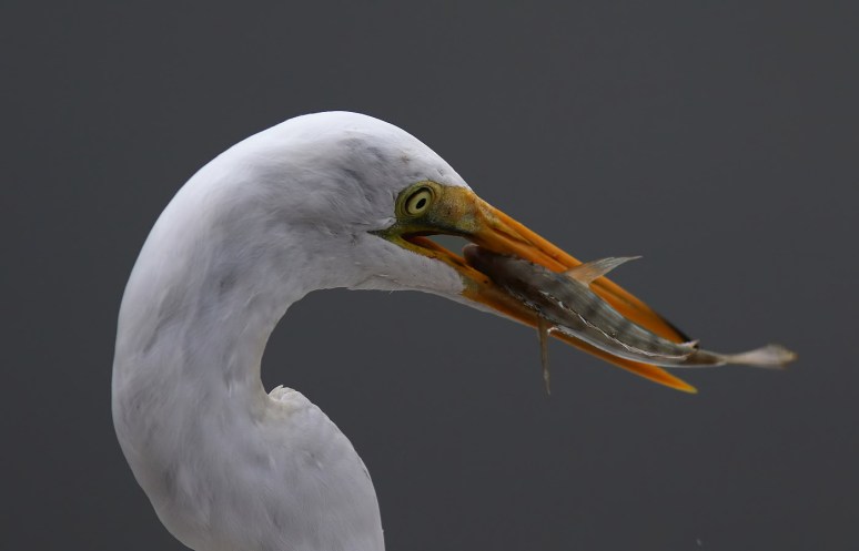 Egrets Active After the Storm 