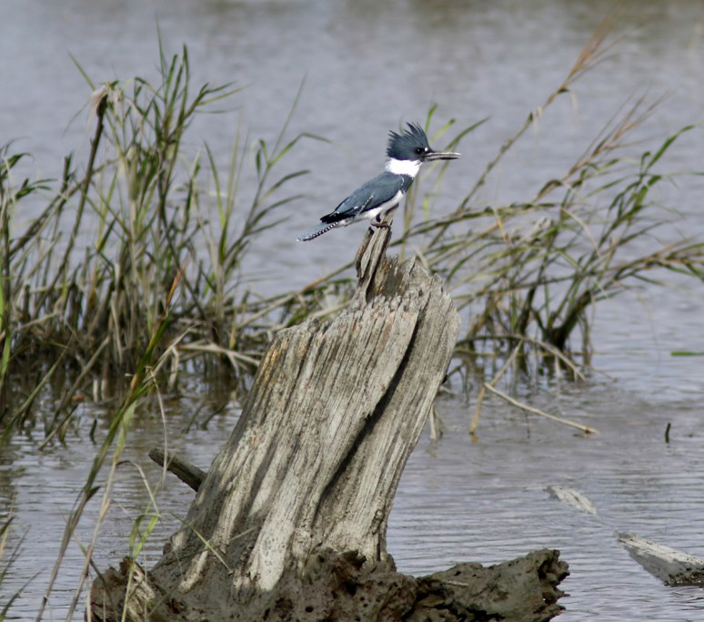 Kingfisher in the Salt Marsh 