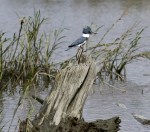 Kingfisher in the Salt&nbsp;Marsh
