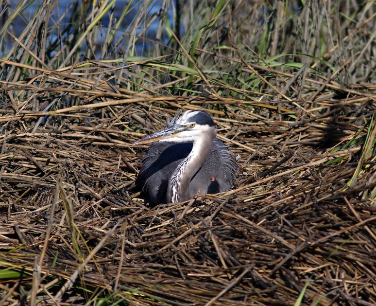 Laying down on the Job 
