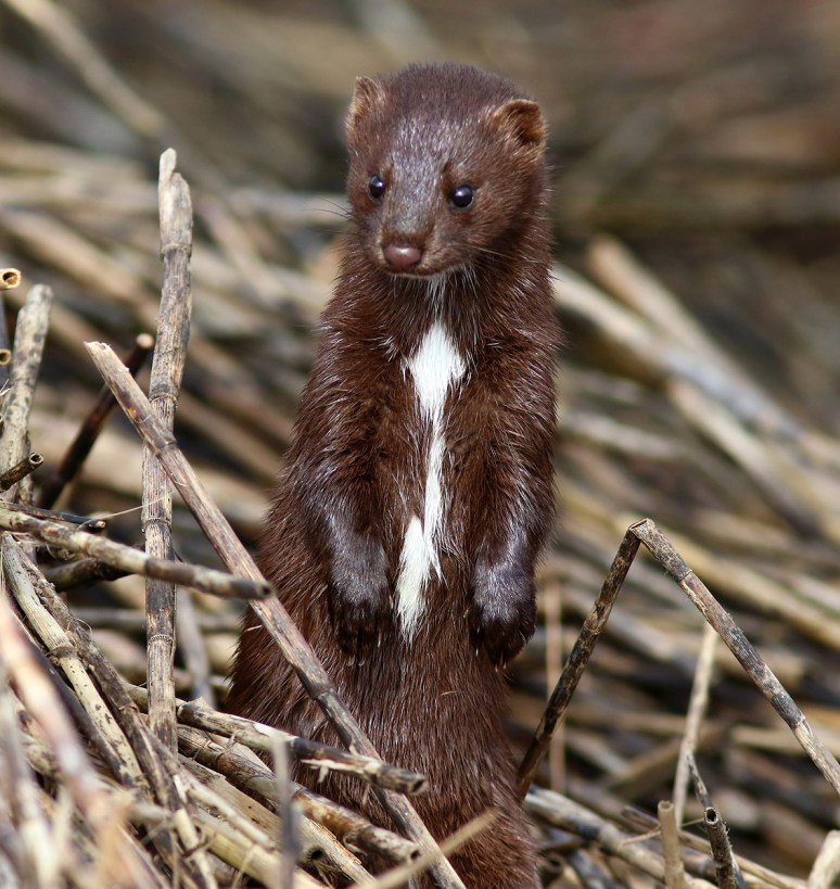 Monday Mink 