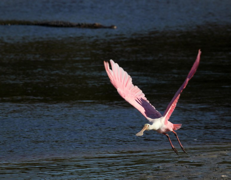 More Spoonbill Fun 