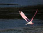 More Spoonbill Fun
