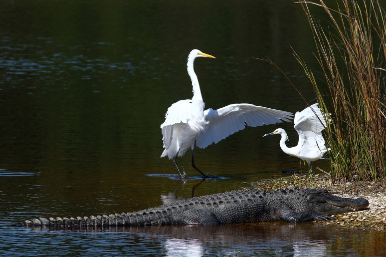 Nothing Interferes With Nap Time 