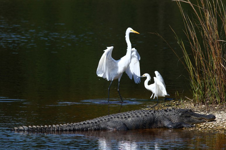 Nothing Interferes With Nap Time 