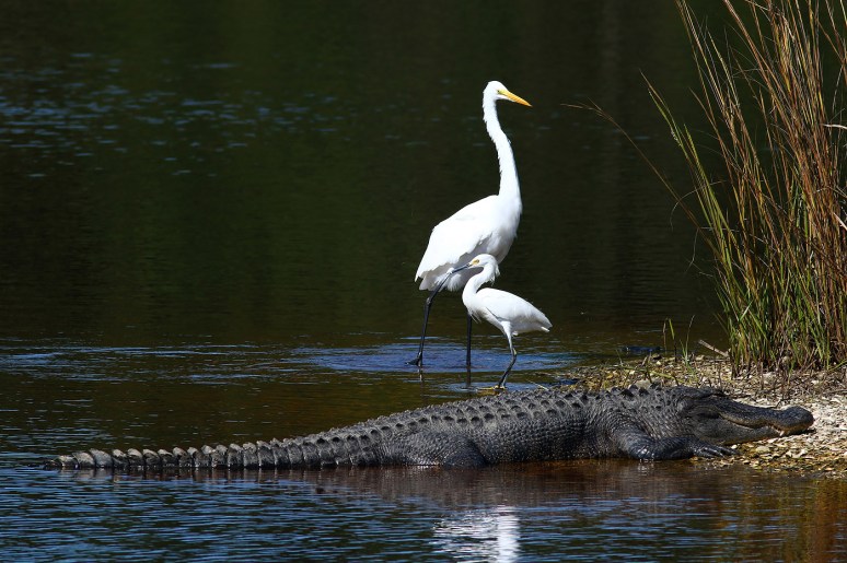 Nothing Interferes With Nap Time 