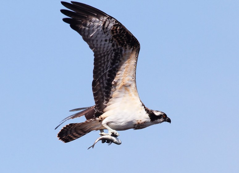 Osprey Flying with Fish From the Salt Marsh