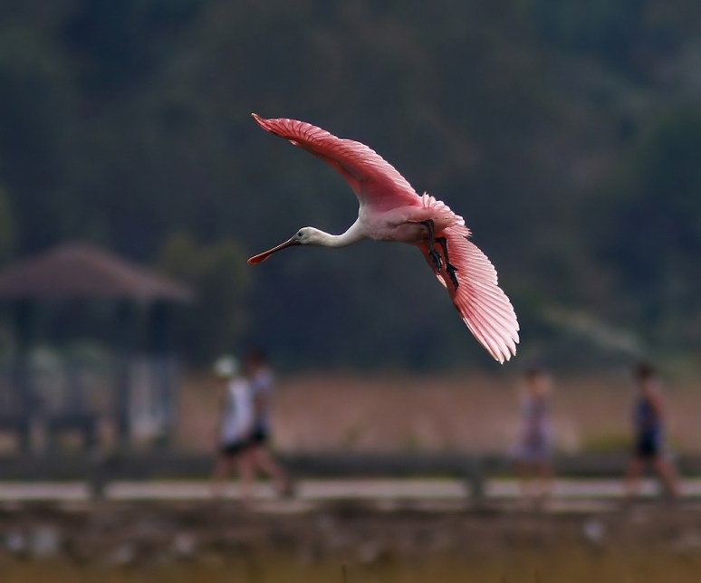 Spoonbill Finally Shows Up 