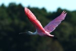 Spoonbills Leaving