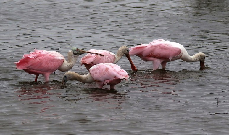 Spoonbills Still At It