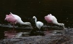 Spoonbills Still At&nbsp;It