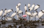 Sunday Spoonbills