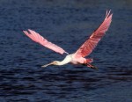 Surprise Spoonbills