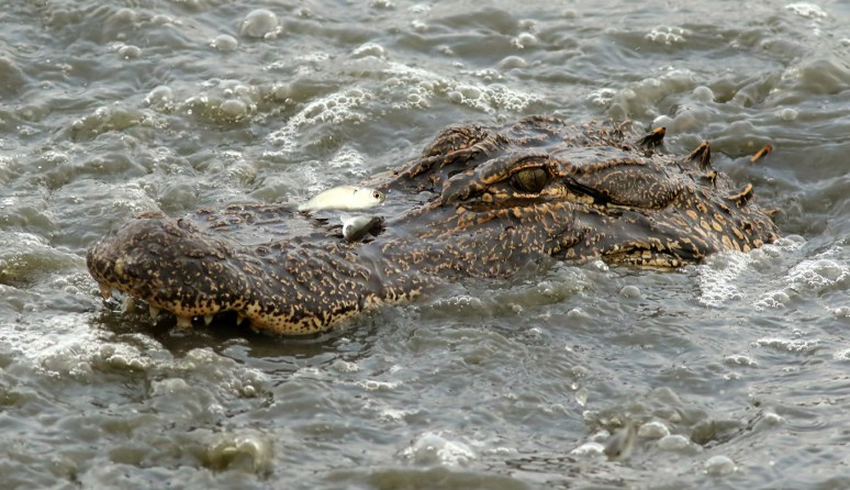 The Fish Were Flying 