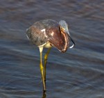 Tricolor Playing Shortstop