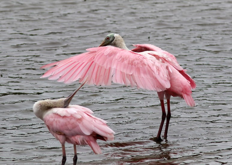 Unexpected Spoonbill Arrival 