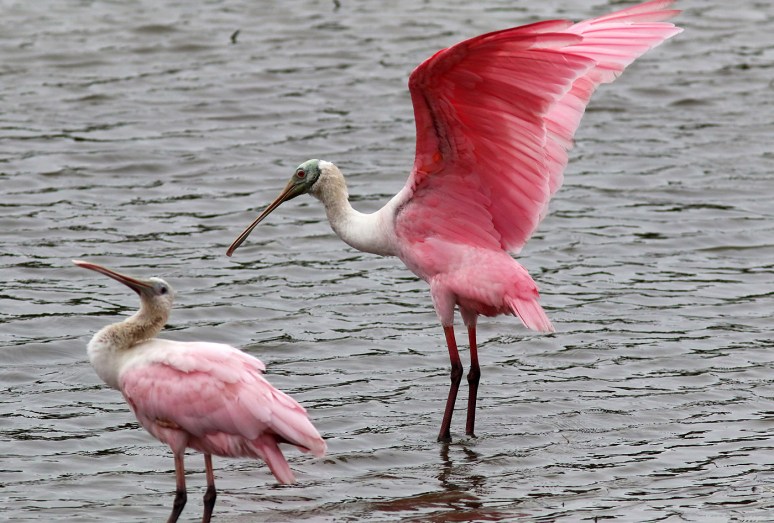 Unexpected Spoonbill Arrival 