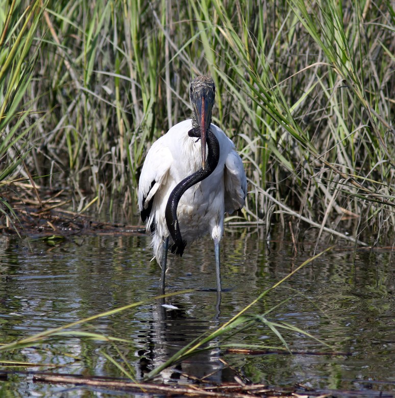 Woody Eats A Big Eel 