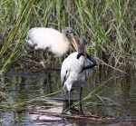 Woody Eats A Big&nbsp;Eel