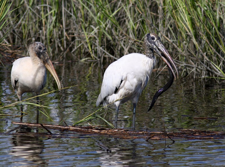 Woody Eats A Big Eel 