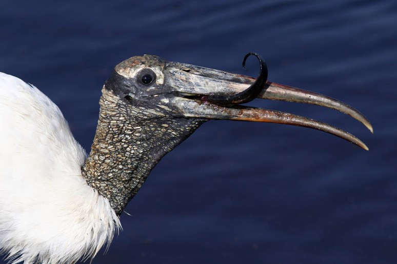 Woody Eats A Big Eel 