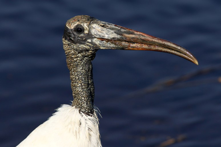 Woody Eats A Big Eel 