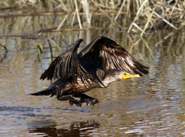 Cormorant Jumps Off