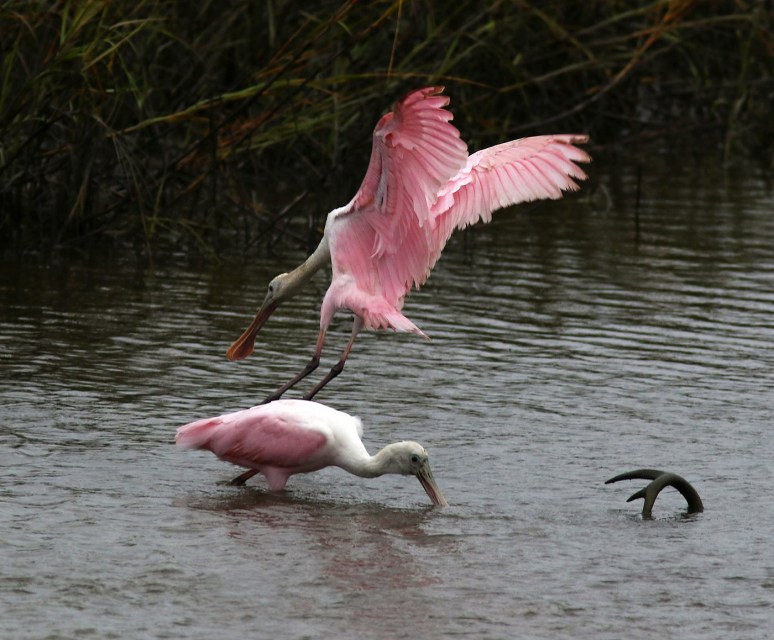 Dropping In On Friends 