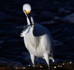 Little Snowballs Big&nbsp;Dinner