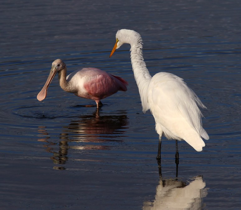 Spoonbill and Egret Feeding in the Marsh