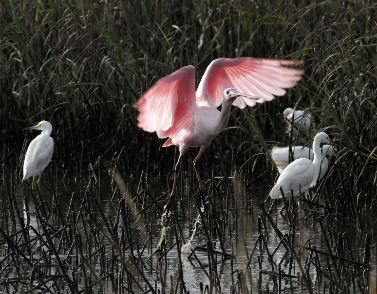 Spoonbill Leaves His Snowy Friends 