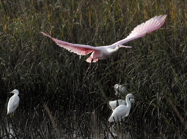 Spoonbill Leaves His Snowy Friends 