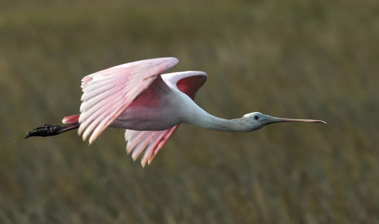 Spoonbill Leaves His Snowy Friends 