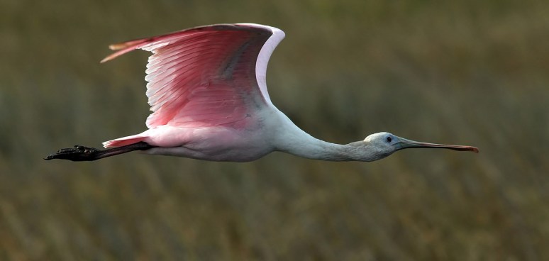 Spoonbill Leaves His Snowy Friends 