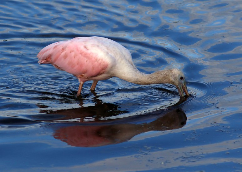 Still Here Still Working Hard