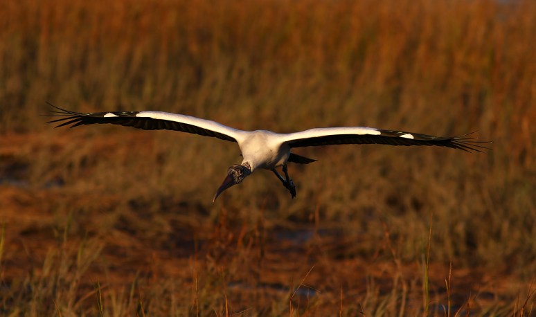 Wood Stork Salt Marsh Sunset Flight