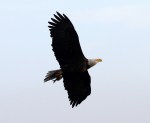 Bald Eagle Fishing and Nest&nbsp;Building