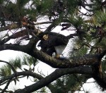 Bald Eagle Fishing and Nest&nbsp;Building