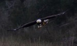 Bald Eagle Fishing and Nest&nbsp;Building