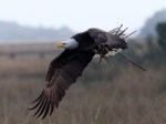 Bald Eagle Fishing and Nest&nbsp;Building
