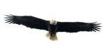 Bald Eagle Swooping Around the Marsh&nbsp;Area