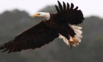 Bald Eagle Swooping Around the Marsh&nbsp;Area