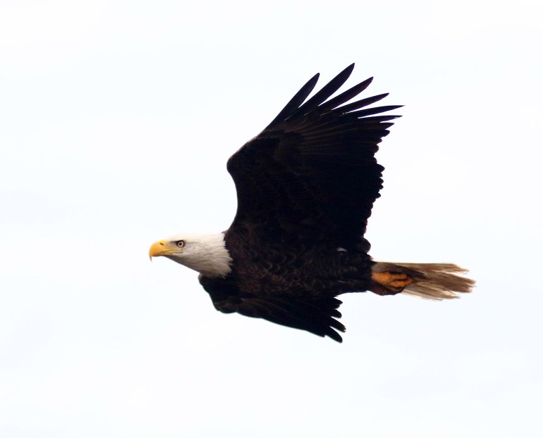 Bald Eagle Visits the Salt Marsh 