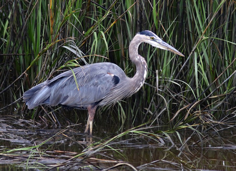 GBH Leaves Me Behind 