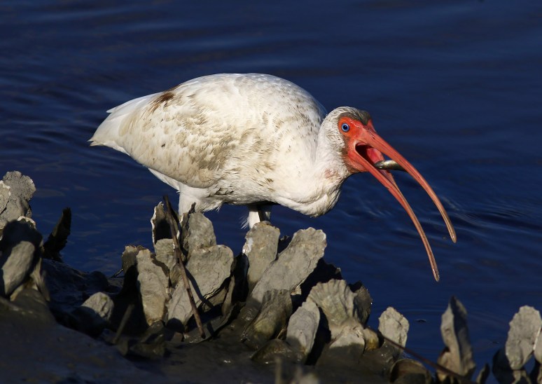 Muddy Ibis Fishing in the Salt Marsh