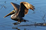Pelican Cruising The Salt&nbsp;Marsh