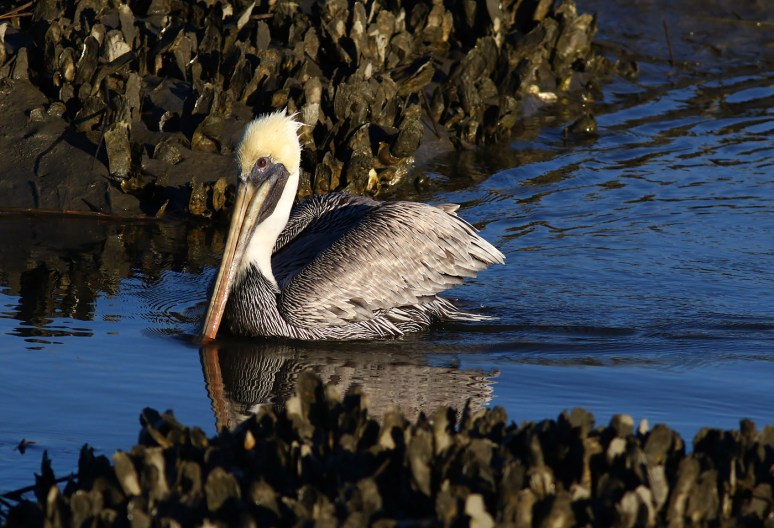 Pelican Cruising The Salt Marsh 
