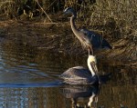 Pelican Cruising The Salt&nbsp;Marsh