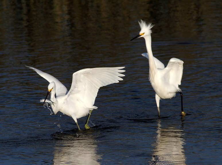 Snowys Fighting Over A Fish 
