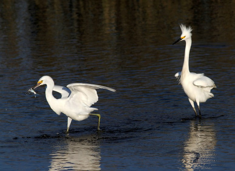 Snowys Fighting Over A Fish 